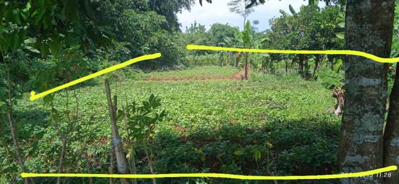 tanah jl ciherang dramaga bogor