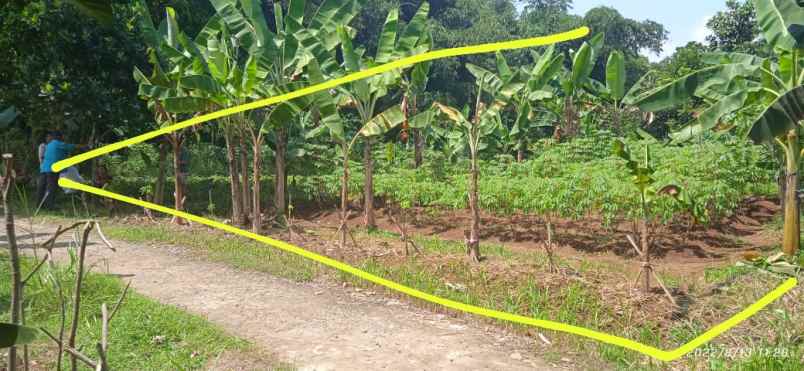 tanah jl ciherang dramaga bogor