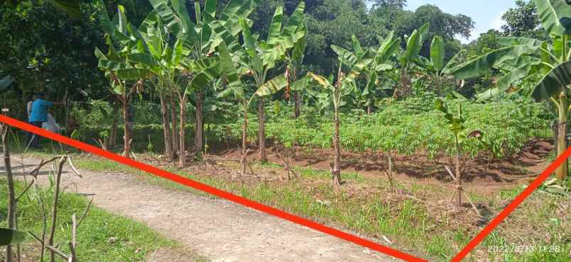 tanah jl ciherang dramaga bogor