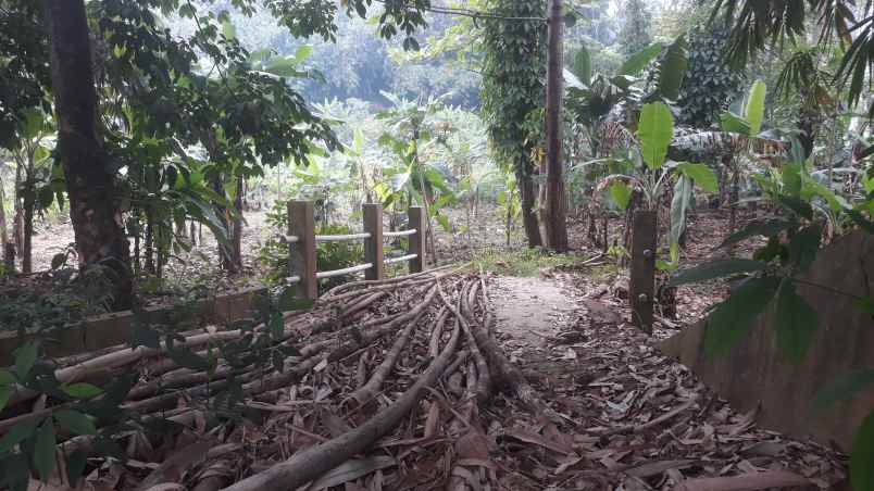 tanah jl sukahati pemda cibinong