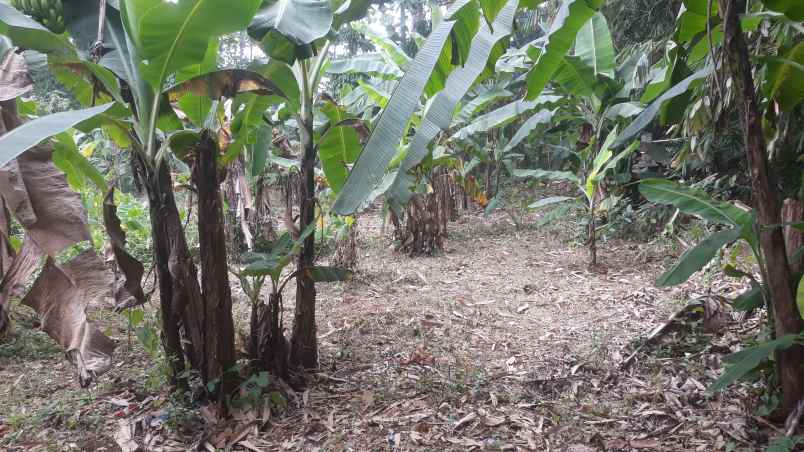 tanah jl sukahati pemda cibinong