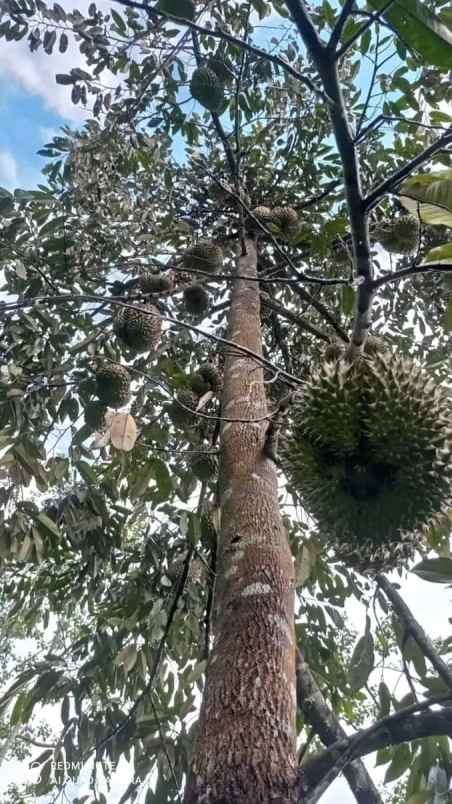 tanah kavling murah punikan lingsar lombok barat