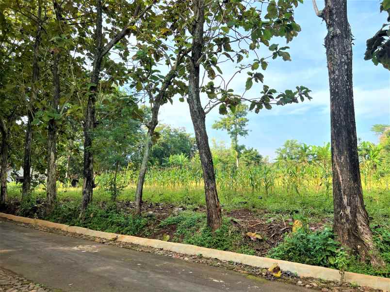 tanah kerjo karanganyar