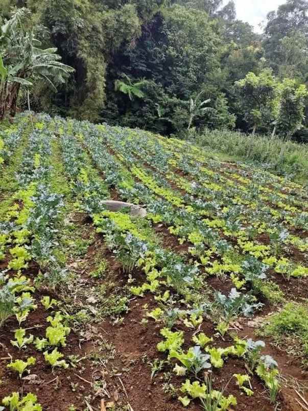 tanah lembang bandung bisa untuk villa perkebunan