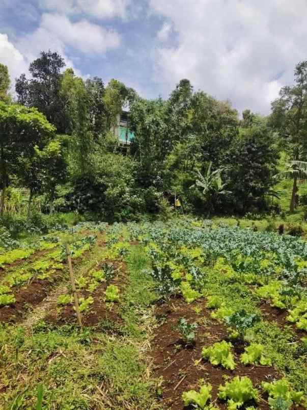tanah lembang bandung bisa untuk villa perkebunan