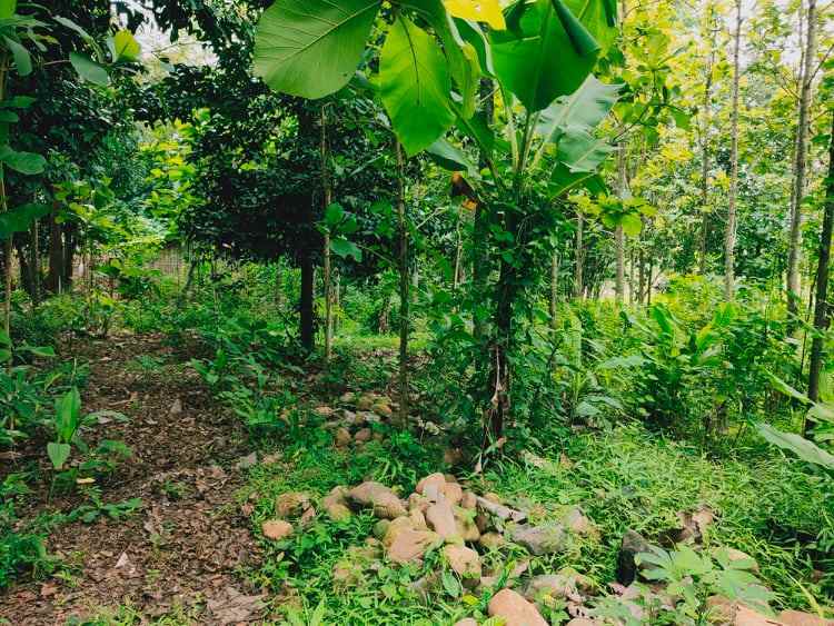 tanah mojogedang karanganyar