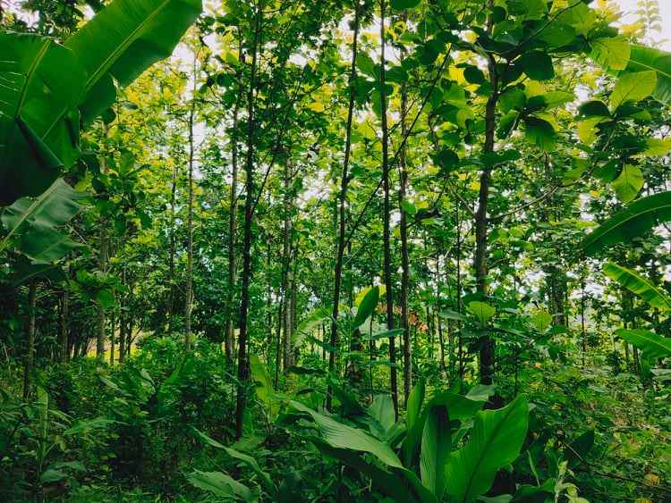 tanah mojogedang karanganyar