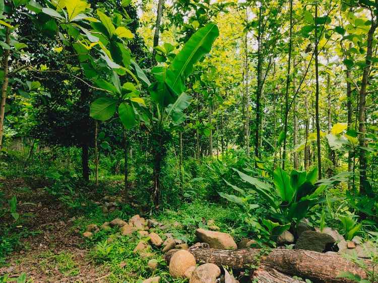 tanah mojogedang karanganyar