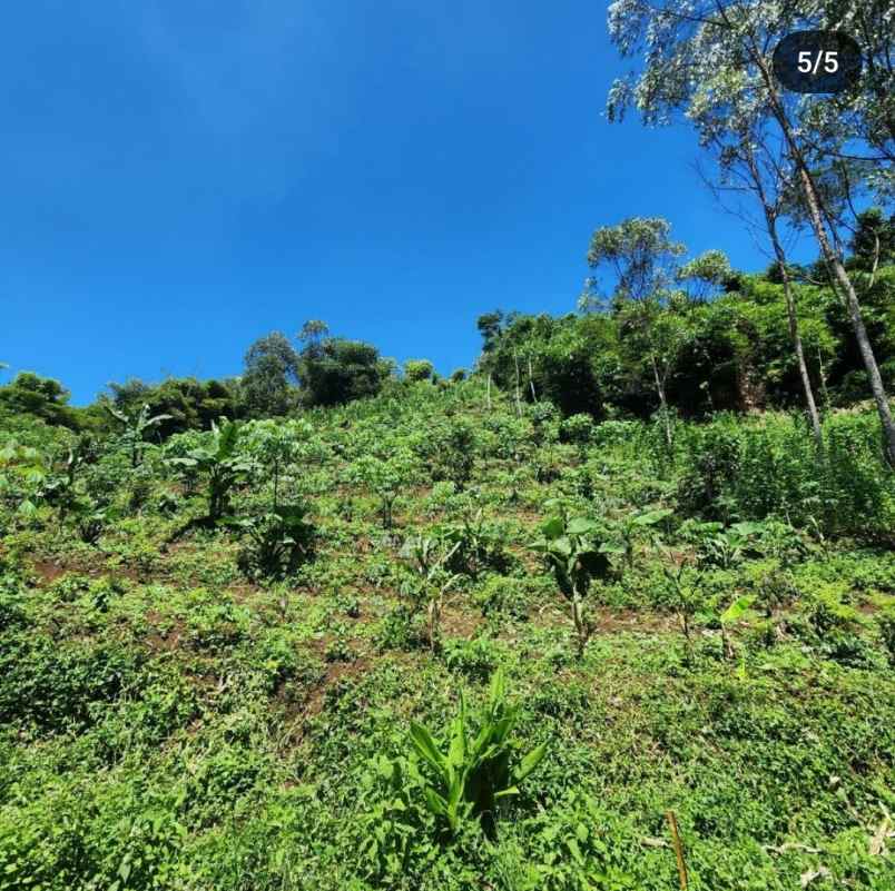 tanah murah ciwidey bandung