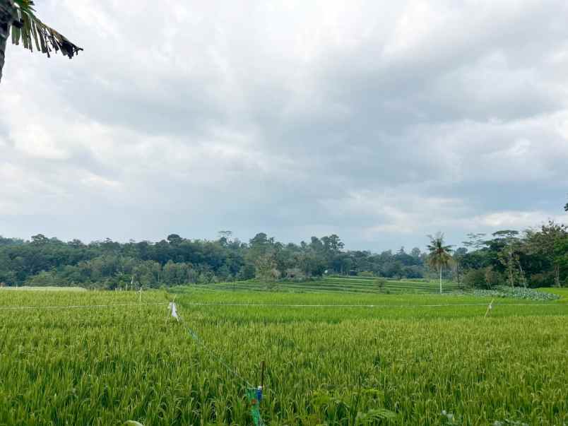 tanah sejuk 300jt cocok rumah tinggal karanganyar