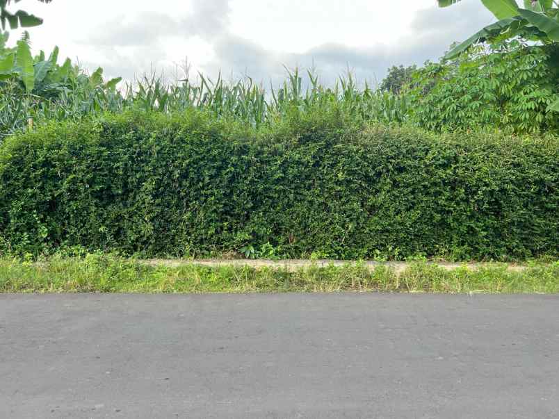 tanah sejuk 300jt cocok rumah tinggal karanganyar