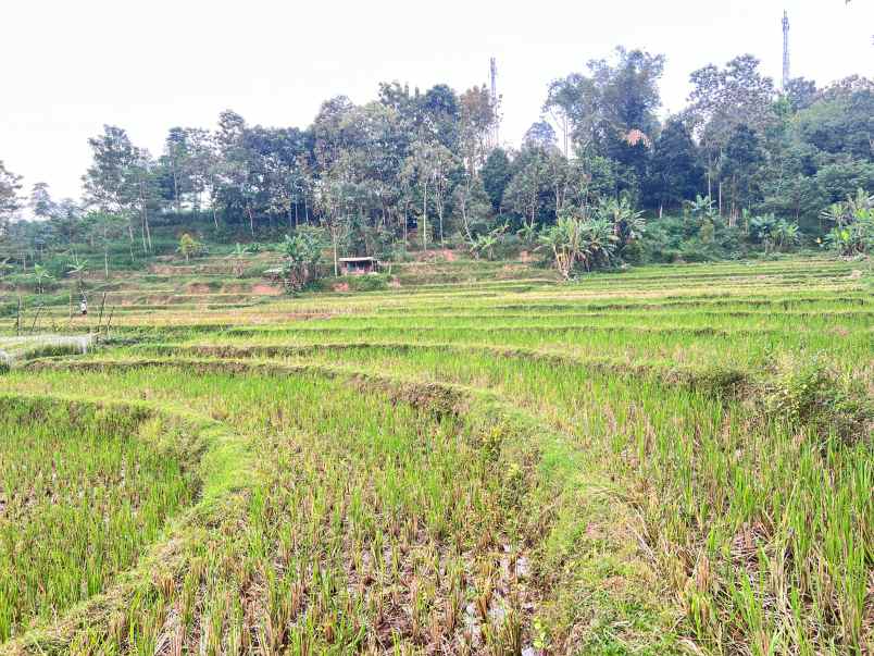 tanah subur 6000m kawasan wisata karangpandan