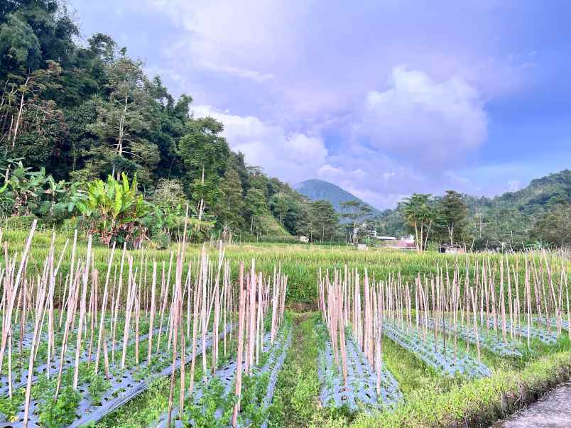 tanah udara dingin 562m kawasan strategis karangpandan