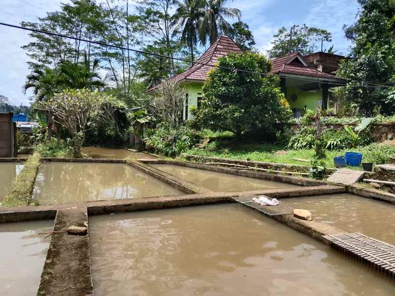 vila kolam ikan sumber air subur subang
