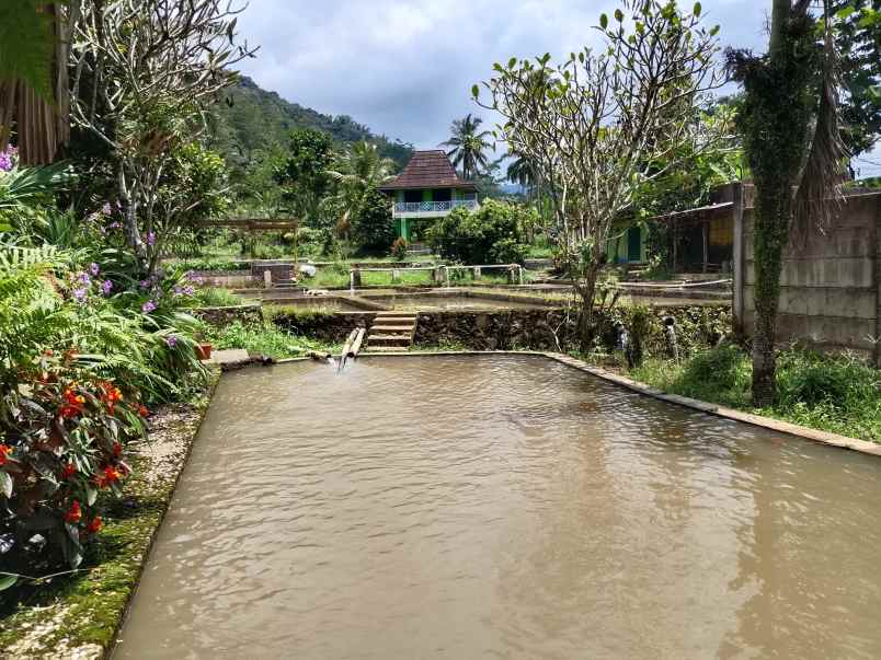 vila kolam ikan sumber air subur subang