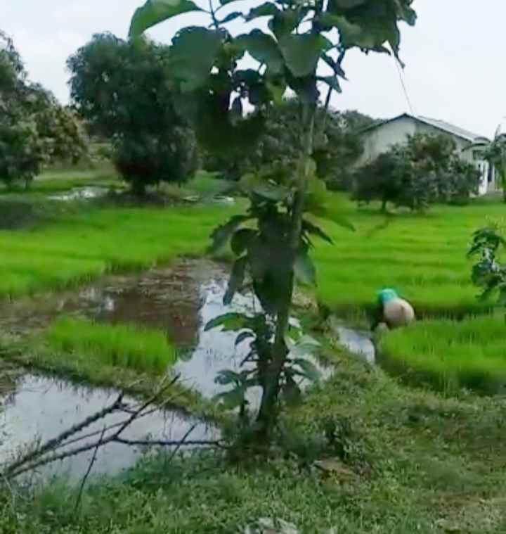 dijual tanah cipeujeuh wetan