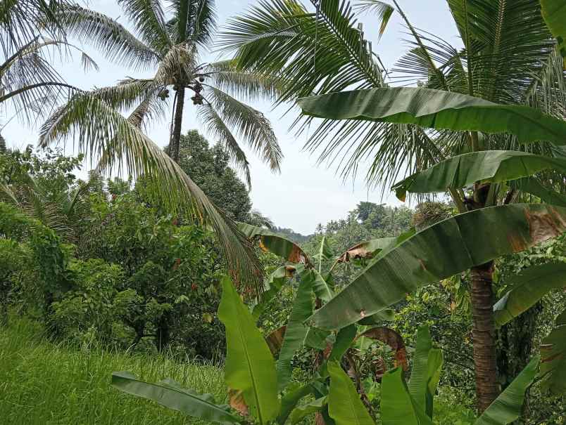 dijual tanah desa angkah kec selemadeg