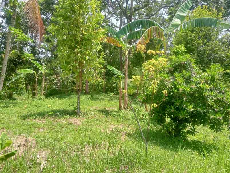 dijual tanah desa antosari kec