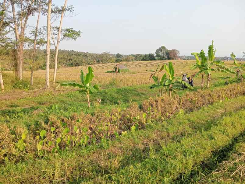 dijual tanah desa berembeng kec
