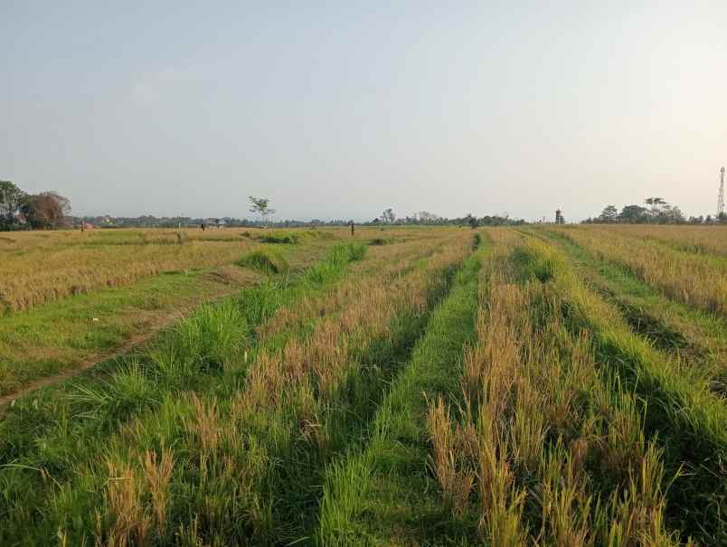 dijual tanah desa berembeng kec