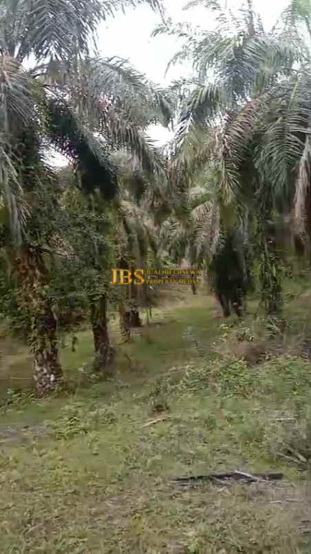 dijual tanah desa bohorok daerah langkat