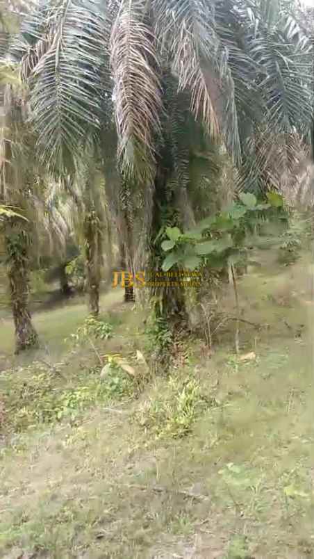 dijual tanah desa bohorok daerah langkat