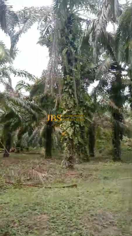 dijual tanah desa bohorok daerah langkat