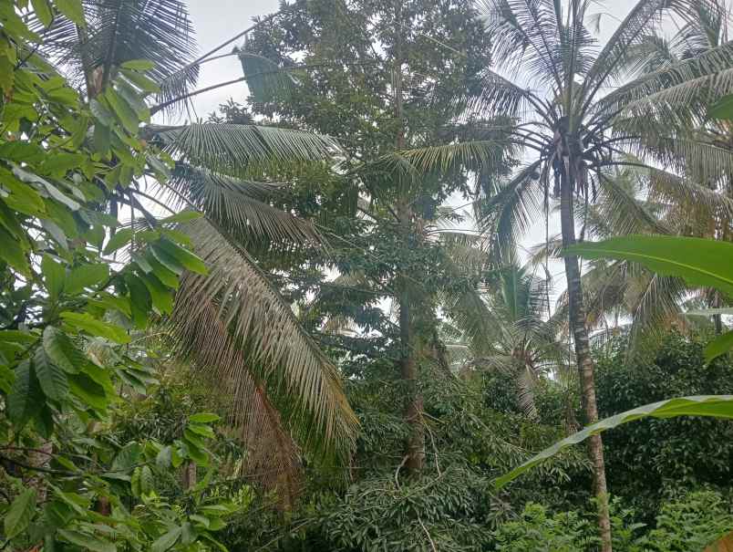 dijual tanah desa lalanglingah kec