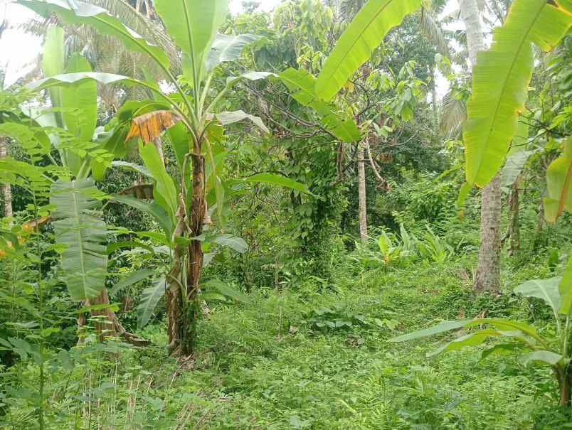 dijual tanah desa lalanglingah kec