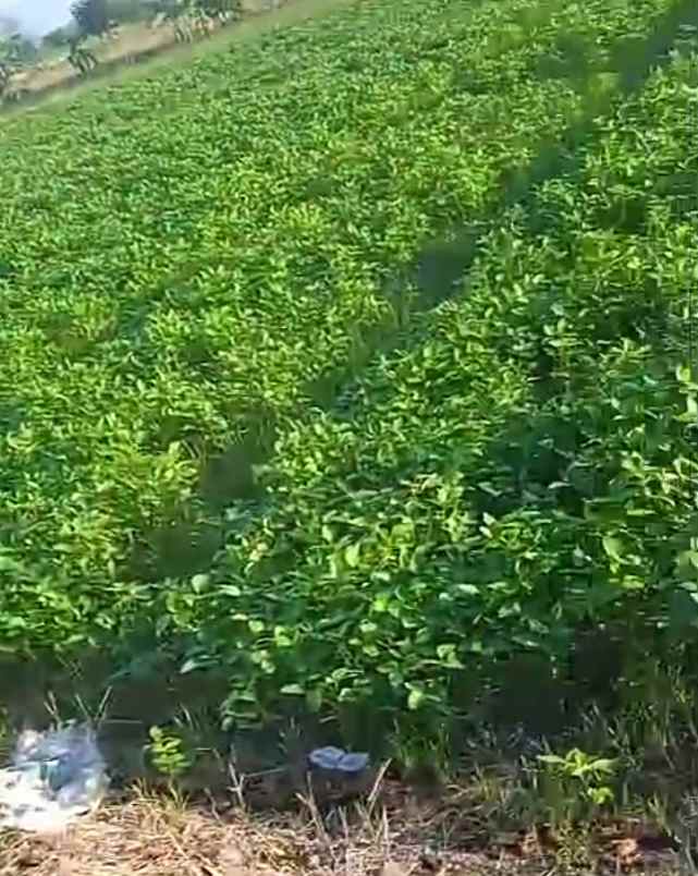 dijual tanah dijual tanah cepat di jl