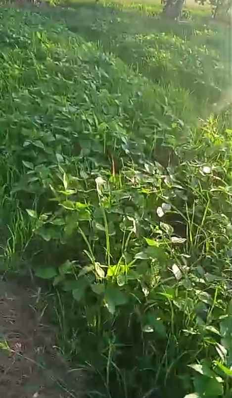 dijual tanah dijual tanah cepat di jl