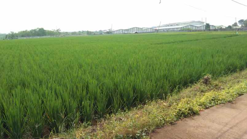 dijual tanah jalan raya padaasih