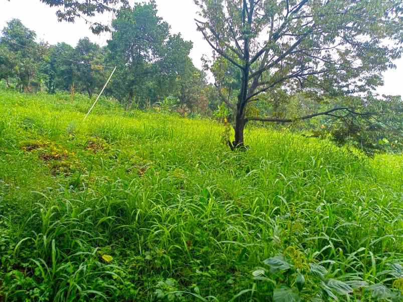 dijual tanah jl palem puri bintaro