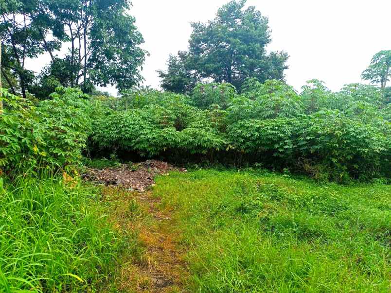 dijual tanah jl palem puri bintaro
