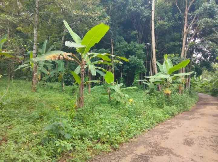 dijual tanah kebun akses jalan mobil