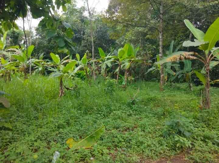 dijual tanah kebun akses jalan mobil