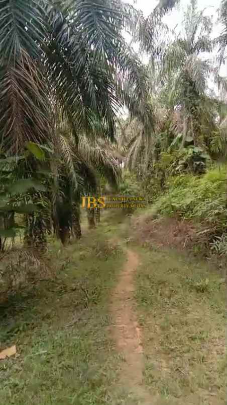 dijual tanah kosong di desa bohorok daerah langkat