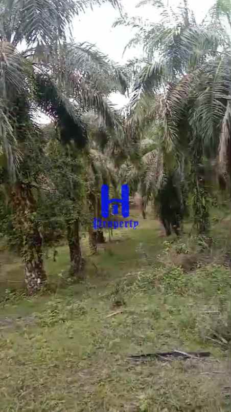 dijual tanah kosong di desa bohorok daerah langkat
