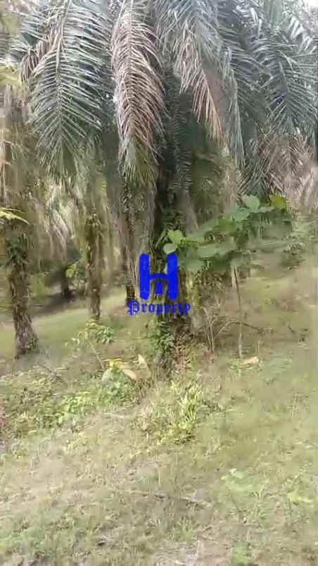 dijual tanah kosong di desa bohorok daerah langkat