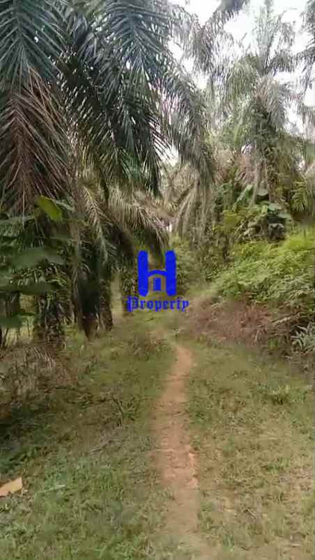 dijual tanah kosong di desa bohorok daerah langkat