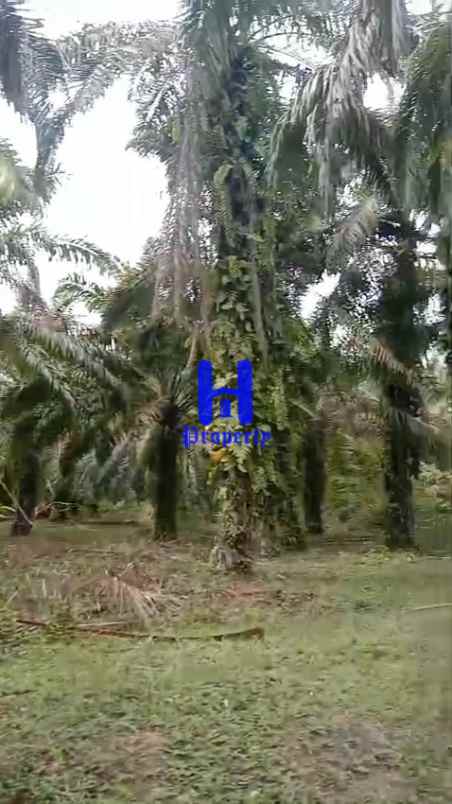 dijual tanah kosong di desa bohorok daerah langkat