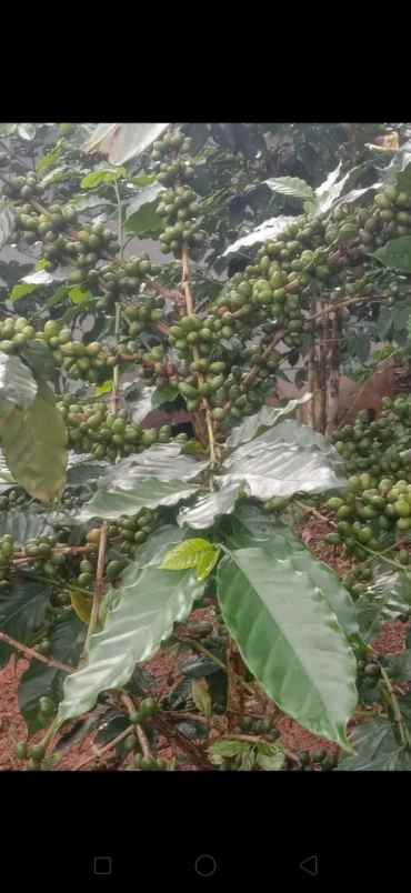 dijual tanah kp nagrak derwati