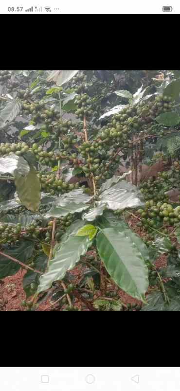 dijual tanah kp nagrak derwati