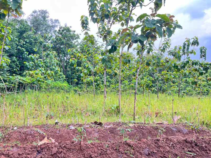 dijual tanah pekarangan 1 hektar sambirejo sragen solo