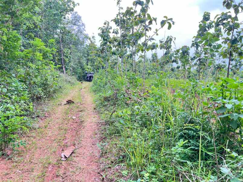 dijual tanah pekarangan 1 hektar sambirejo sragen solo