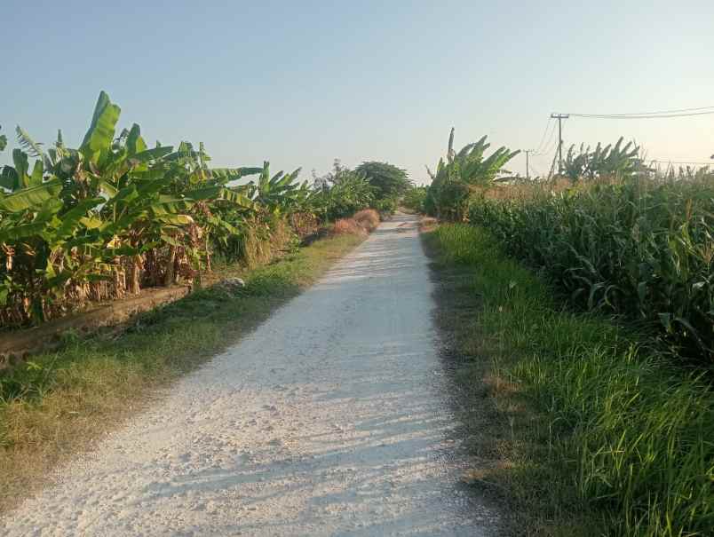 dijual tanah tibubiyu kerambitan