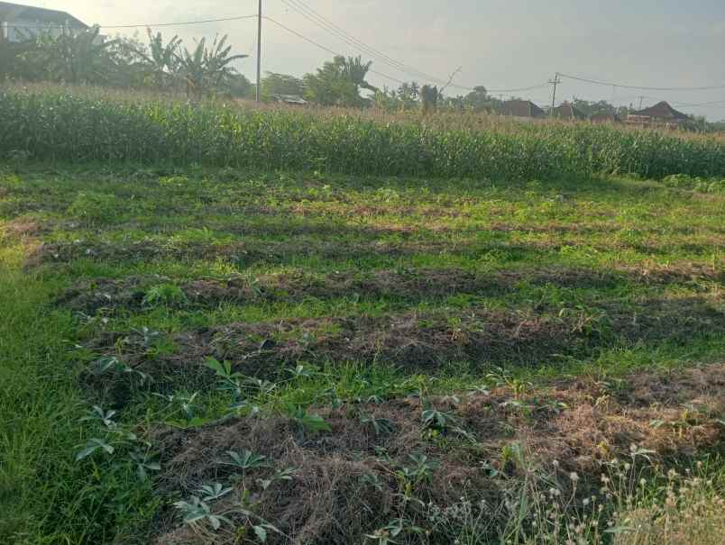 dijual tanah tibubiyu kerambitan