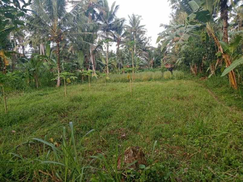 disewakan tanah 43 are di mengwi badung bali