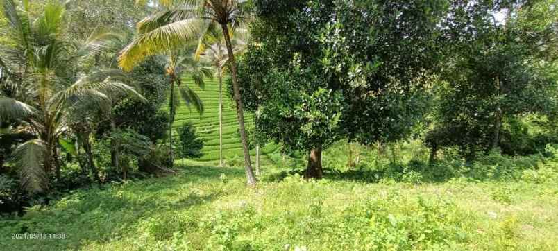 disewakan tanah gunung salak tabanan bali