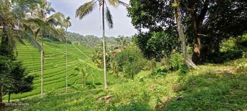 disewakan tanah gunung salak tabanan bali